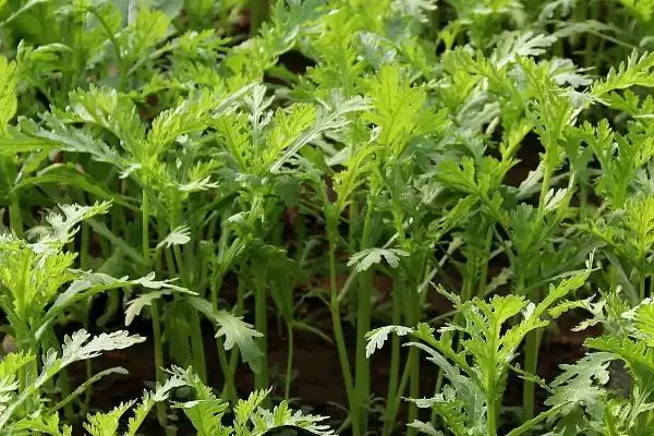 图片[4]-白露前后种菠菜等蔬菜，种植要点有哪些-会东网