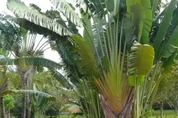 图片[2]-芭蕉树不宜种家里原因(芭蕉树不宜种家里的其他原因及其在文化和环境上的考量)-会东网