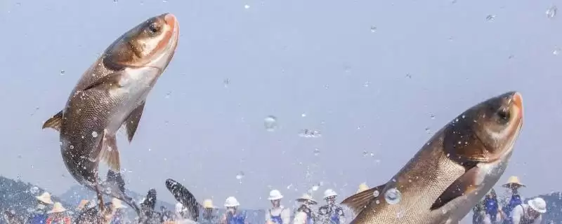 白鲢和鲢鳙外观习性区别 (白鲢和鲢鳙外观、习性不同体现在哪)-会东网