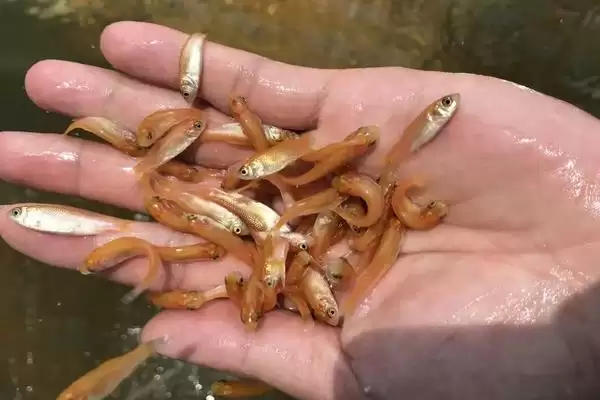 图片[3]-俄罗斯金丝鲩鱼苗饲料(俄罗斯金丝鲩鱼苗吃啥饲料)-会东网
