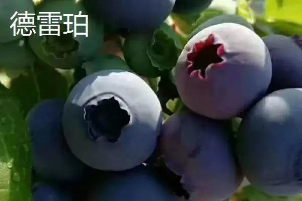 图片[4]-奥尼尔蓝莓外观特点(奥尼尔蓝莓外观特点及其在市场上的辨识度和优势)-会东网