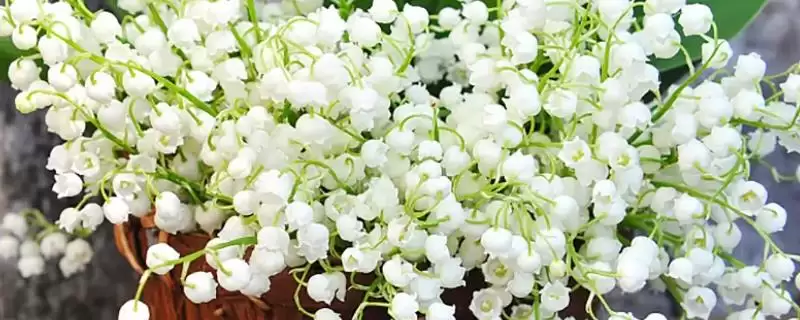 白色花放家里现代观点(从现代视角看白色花放家里有着怎样的看法和寓意)-会东网