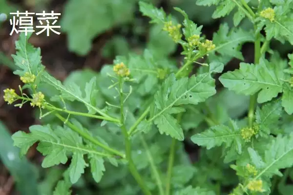 图片[7]-白菜同类蔬菜(白菜同类蔬菜及其在种植和食用上的特点和区别)-会东网