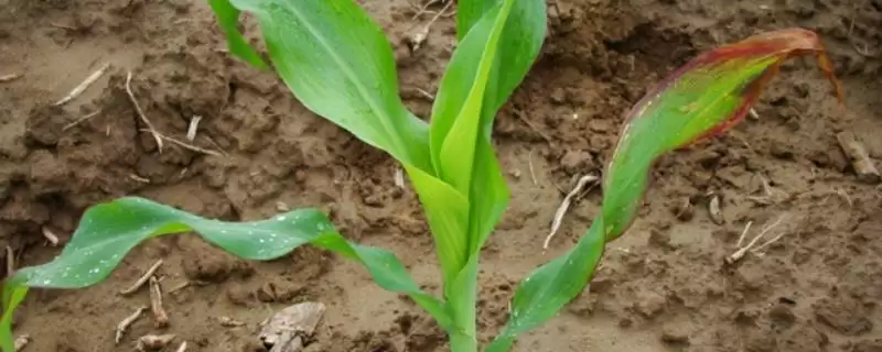 AY118玉米品种株型半紧凑的独特外观特性-会东网