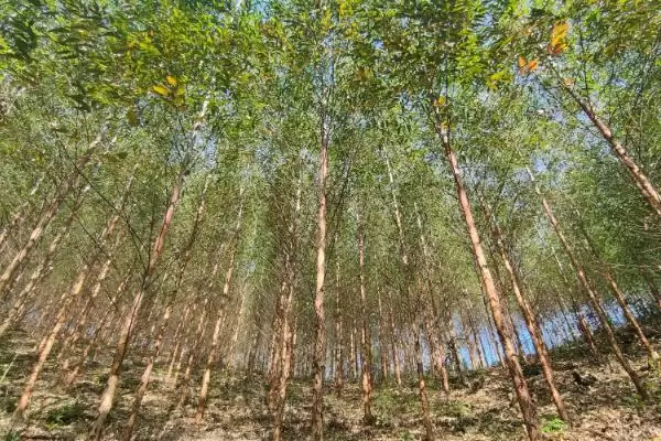 图片[5]-桉树种植密度原因(桉树每亩种83-111株的原因和种植规划要点)-会东网