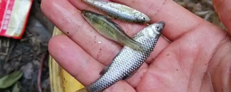 钓麦穗鱼用什么饵料(钓麦穗鱼用啥饵料合适呢)-会东网