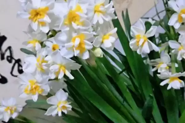 图片[2]-白色花卉养护要点(白色花卉在养护过程中需要注意哪些关键要点)-会东网