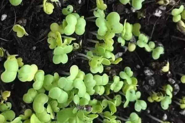 图片[4]-白菜发芽影响因素(白菜发芽影响因素及其在种植过程中的调控要点)-会东网
