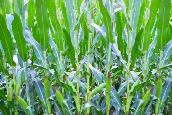 图片[2]-G1708玉米品种适宜密度每亩4000株左右规划-会东网