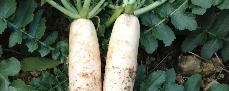 白萝卜施肥量和时间把控(白萝卜施肥量和时间该如何精准把控及依据)-会东网