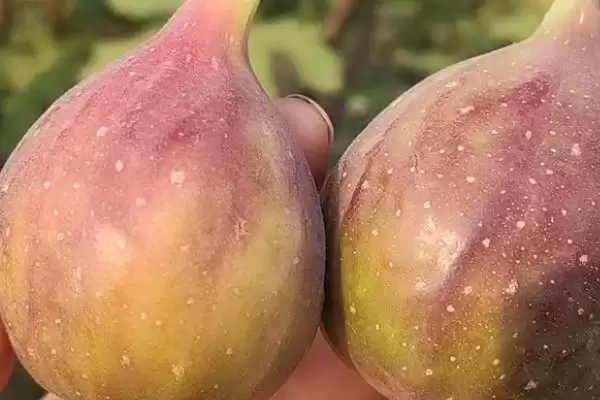 图片[2]-芭劳奈无花果抗病虫害方法(芭劳奈无花果应对抗病虫害差的方法和防治要点)-会东网