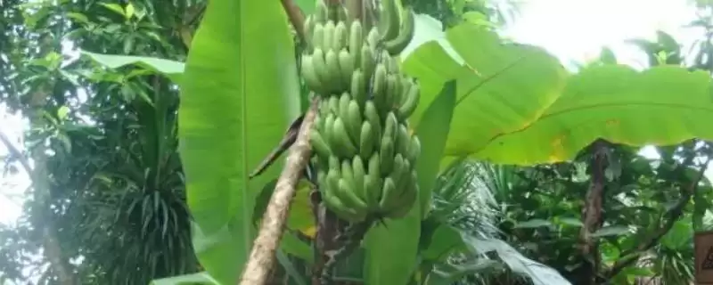 芭蕉和香蕉外形等全解析(芭蕉和香蕉外形等全解析及其在市场上的辨识度要点)-会东网