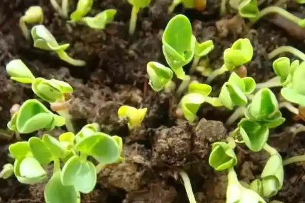 图片[3]-白菜发芽影响因素(白菜发芽影响因素及其在种植过程中的调控要点)-会东网