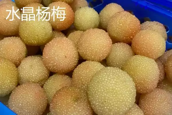图片[2]-白杨梅品种特点(白杨梅品种具有哪些独特的特点和市场优势)-会东网