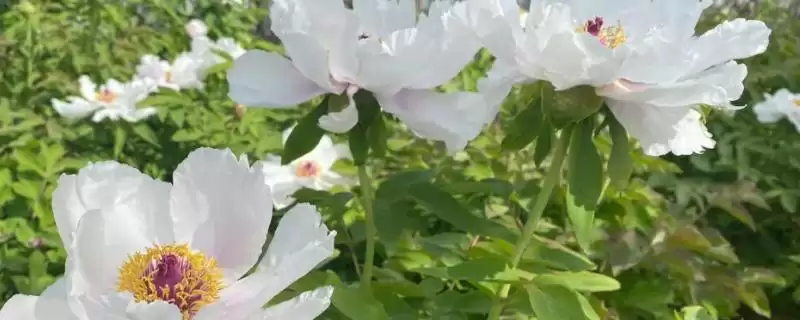 白牡丹掉叶子处理方法(白牡丹掉叶子该如何处理及背后的原因分析)-会东网