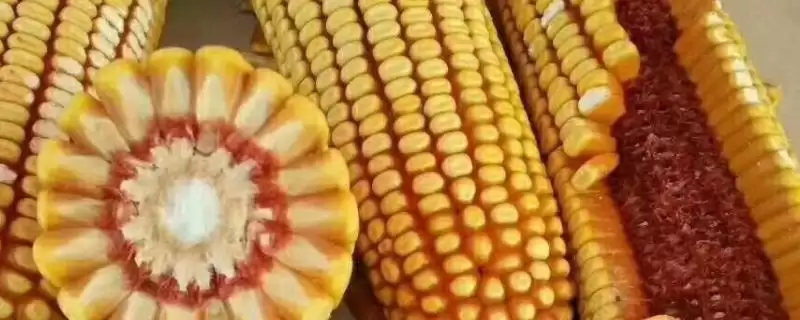 TH1915玉米种子特点深度解读，中抗茎腐病优势突出-会东网