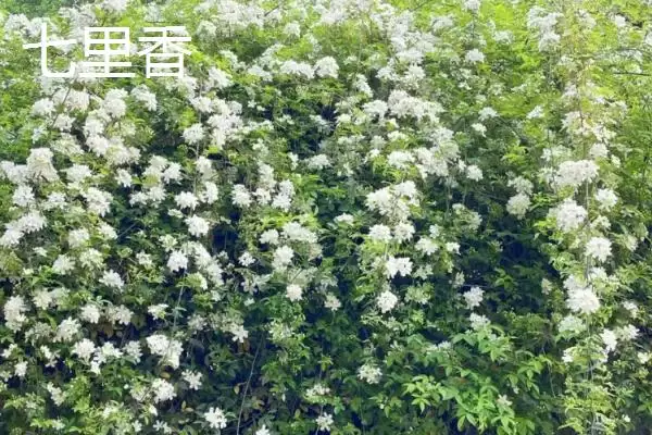 图片[6]-苍蝇的天敌(苍蝇的天敌都有哪些生物呢)-会东网