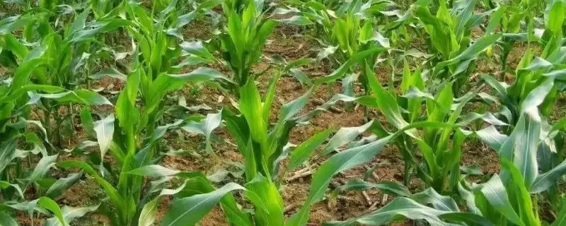 鼎玉928玉米品种简介(鼎玉928玉米品种详情是啥)-会东网