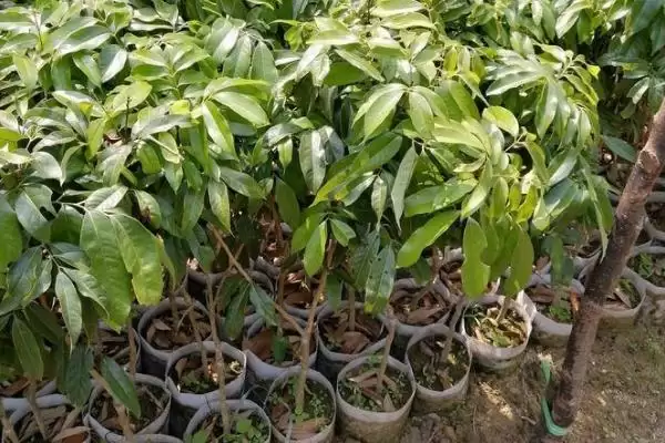 图片[4]-白蜡荔枝苗价格影响因素(白蜡荔枝苗价格受哪些因素影响及其市场价格分析)-会东网