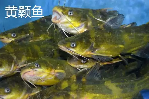 图片[6]-7号伊豆钩适合钓多大的鱼(7号伊豆钩在正常垂钓时适合钓多大的鱼呢)-会东网