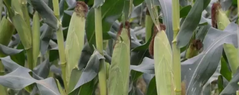 要求土壤肥力中等以上的JR1337玉米品种,特性是啥?-会东网