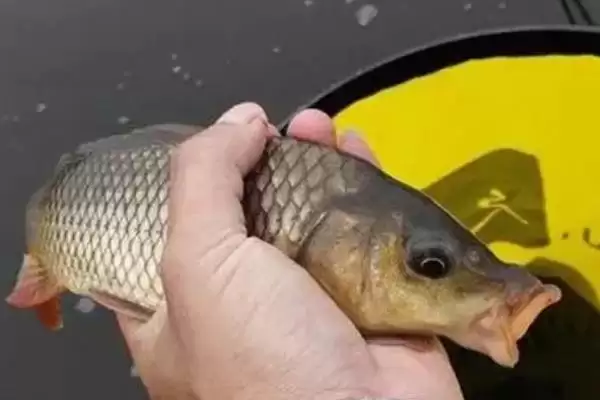 图片[12]-钓鲤鱼用什么鱼钩(钓鲤鱼选哪种鱼钩更合适)-会东网