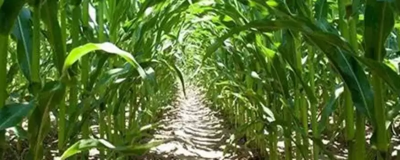 川玉13玉米品种的特性(川玉13玉米品种有怎样的特性呢)-会东网