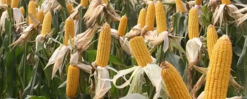 耕玉985玉米种简介(耕玉985种特性、产量、适宜种植区呢)-会东网