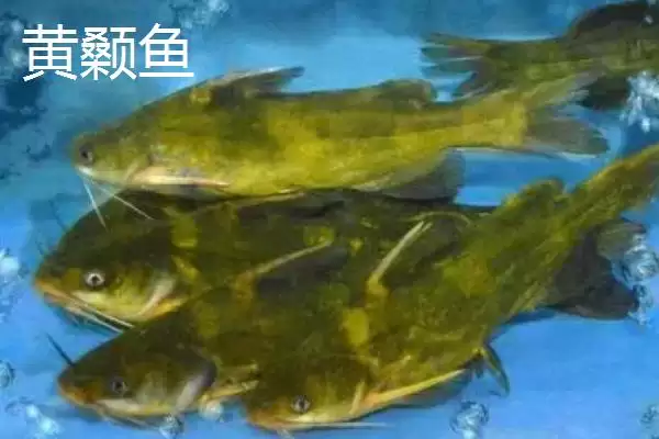 图片[4]-5号伊豆适合钓什么鱼(5号伊豆钩在不同水域和鱼情下适合钓哪些鱼呢)-会东网