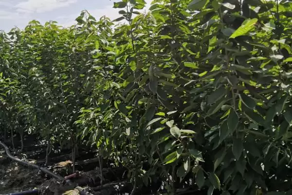 图片[3]-矮化大樱桃定植时间原因(矮化大樱桃3月和12月定植的原因和种植要点)-会东网
