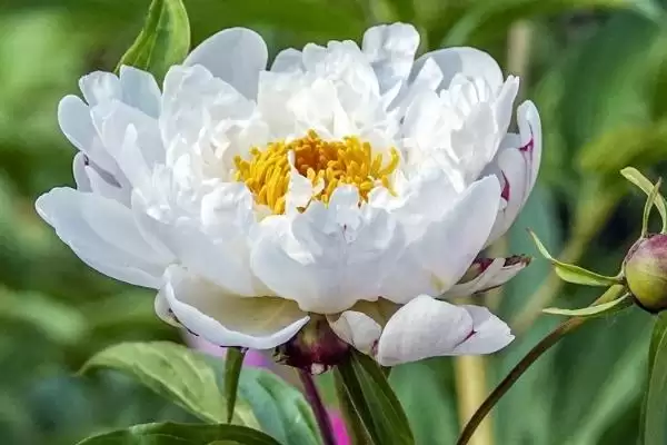 图片[3]-白芍北方室外防寒措施(白芍在北方室外如何进行有效的防寒措施及要点)-会东网
