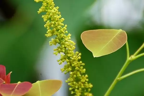 图片[13]-广东蜜源植物(广东有哪些常见蜜源植物及其花期呢)-会东网
