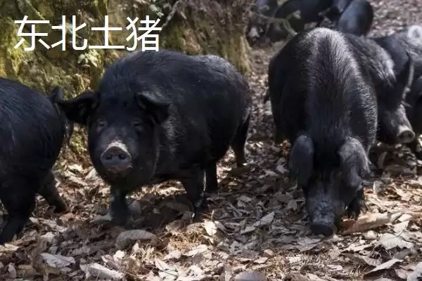 图片[2]-北方什么品种的散养猪好(北方散养哪种猪品种比较好呢)-会东网