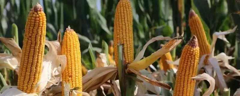 德双甜6号玉米品种的特性(德双甜6号玉米品种特性是什么)-会东网