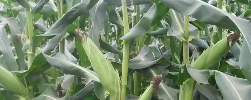 密度5000株/亩的SK952玉米种子,有哪些独特之处?-会东网