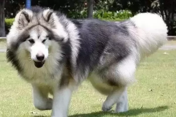 图片[4]-阿拉斯加犬变脸时间点 (阿拉斯加犬 4 月龄后变脸和生长发育有何关系)-会东网