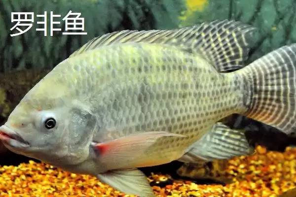 图片[4]-10号丸世钩是否适合钓黄辣丁(10号丸世钩在实际垂钓中是否适合钓黄辣丁呢)-会东网