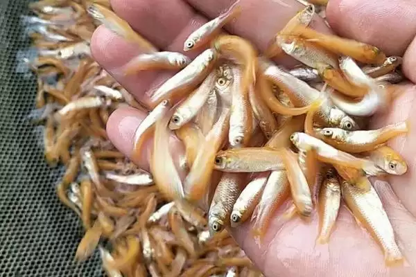 图片[5]-俄罗斯金丝鲩鱼苗饲料(俄罗斯金丝鲩鱼苗吃啥饲料)-会东网