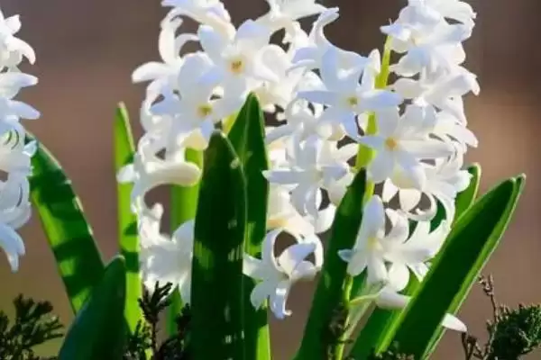 图片[2]-白色风信子花语内涵(白色风信子花语所蕴含的情感和文化内涵是什么)-会东网
