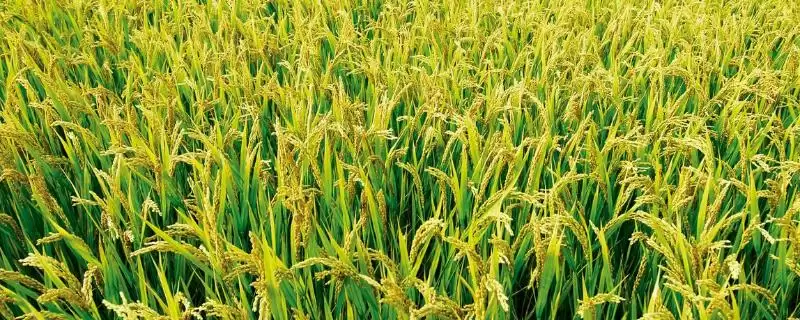 每亩密度1.2万穴左右的G优325水稻品种(G优325水稻品种种植密度及优势)-会东网