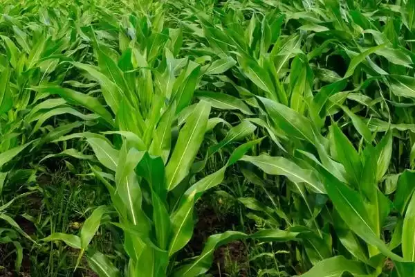 图片[3]-奔诚15玉米品种简介(奔诚15玉米品种介绍要点有哪些呢)-会东网