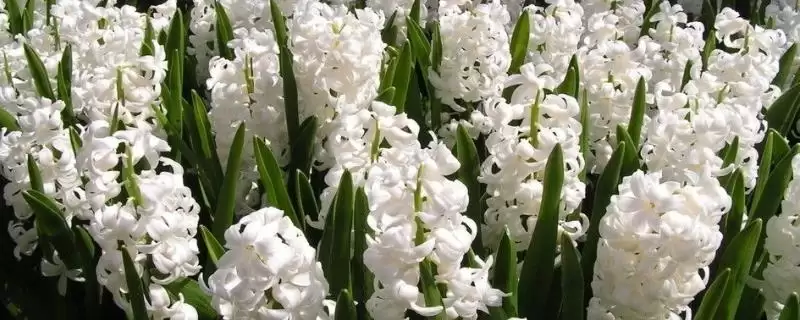 白色风信子花语内涵(白色风信子花语所蕴含的情感和文化内涵是什么)-会东网