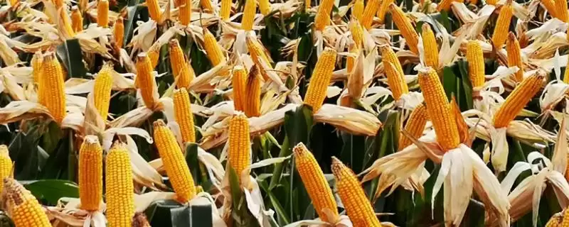 凤田29玉米种子特点(凤田29种子抗逆、品质、适应性)-会东网