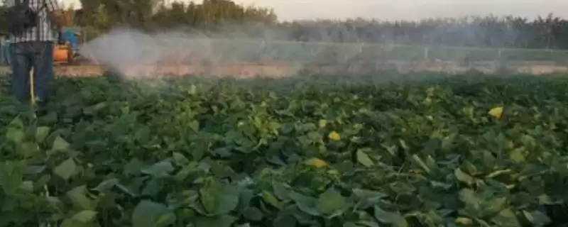 氟啶脲与氟铃脲区别(氟啶脲与氟铃脲在杀虫效果、适用范围差别)-会东网