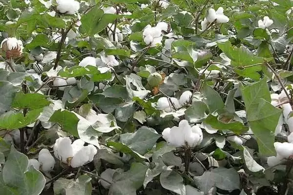 图片[3]-GS华棉2270棉花品种需及时防治特性(GS华棉2270棉花品种需及时防治哪些特性及原因)-会东网