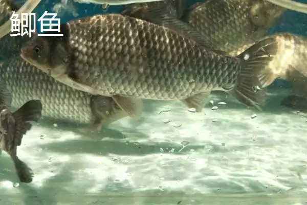 图片[4]-2号溪流钩与3号袖钩拉力值对比(2号溪流钩和3号袖钩的拉力值对比情况如何)-会东网