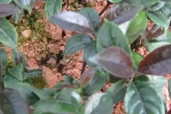 图片[7]-巴戟天种植技巧(巴戟天种植技巧及其在生长过程中的管理要点)-会东网