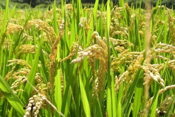 图片[4]-Y两优916水稻种子介绍(Y两优916水稻种子特性及种植优势)-会东网