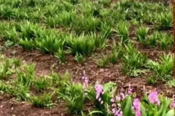图片[2]-白芨种植注意事项(白芨种植过程中有哪些注意事项及其对产量的影响)-会东网