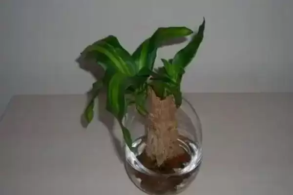 图片[4]-巴西木发霉处理要点(巴西木发霉后续处理要点及其对植株健康的影响)-会东网